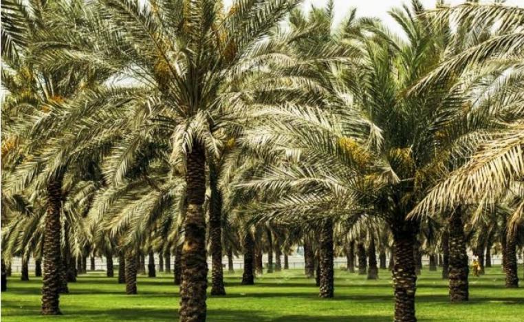 'الحيرة من الشارقة'