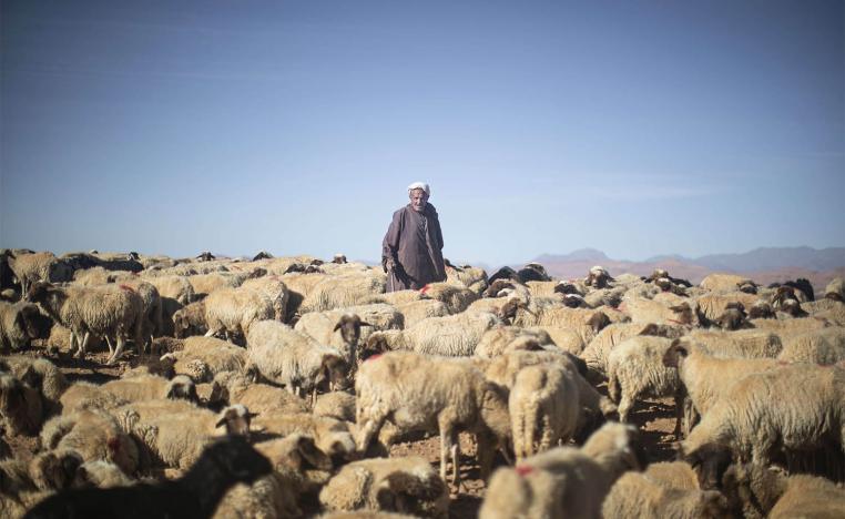 Years of drought have taken their toll on cattle and sheep