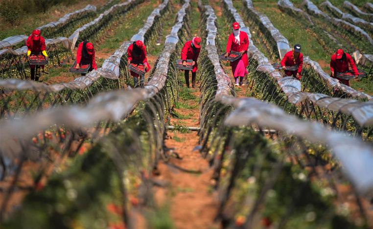 Favorable weather is set to bolster agriculture in 2025
