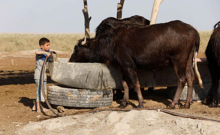 The number of buffalo in Iraq has fallen since 2015 from 150,000 to fewer than 65,000