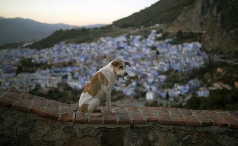 Morocco is adopting an animal-friendly approach for its fight against stray dogs