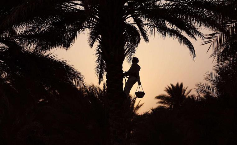 النخلة