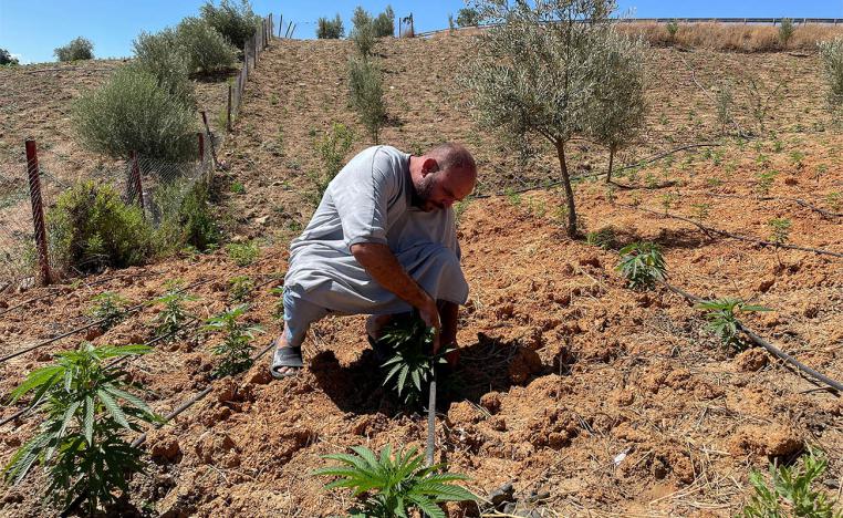 Abderrahman Talbi, a farmer, checks on cannabis plants at a field near the northern town of Bab Berred