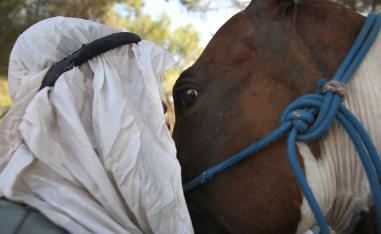 فارس