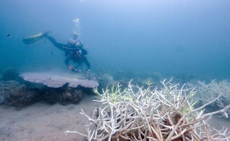 الشعاب المرجانية