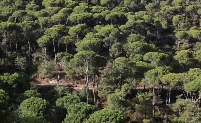 الغابات أقوى منظومة دفاع طبيعية على وجه الأرض