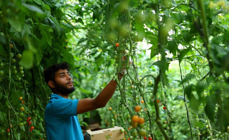 A worker harvests cherry tomato grown in desert soil inside a greenhouse in Sharjah, United Arab Emirates. 