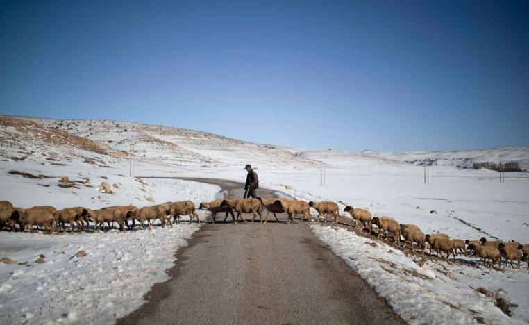 A shepherd crosses a road with his sheep as they graze in amongst the snow in the Middle Atlas, near Azrou, Morocco. 