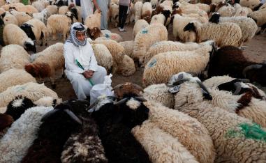 تاجر مواشي