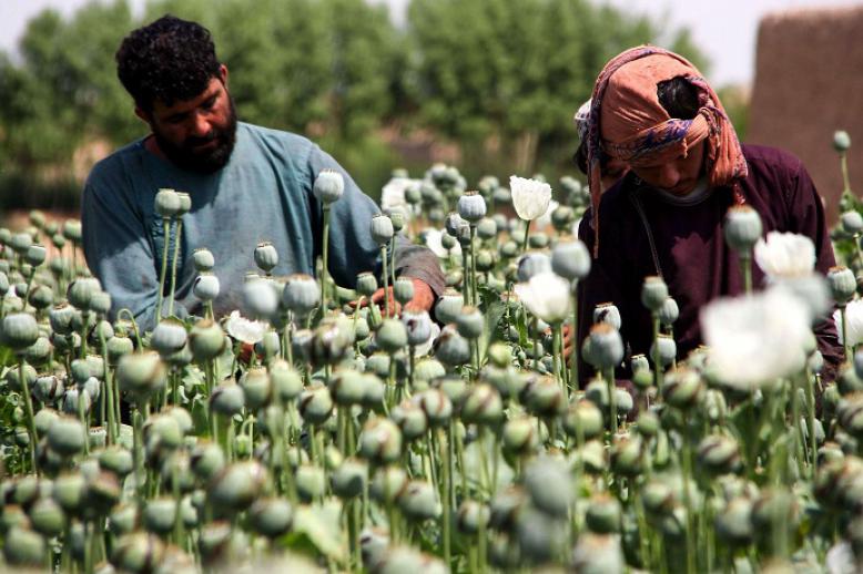 زراعة الأفيون