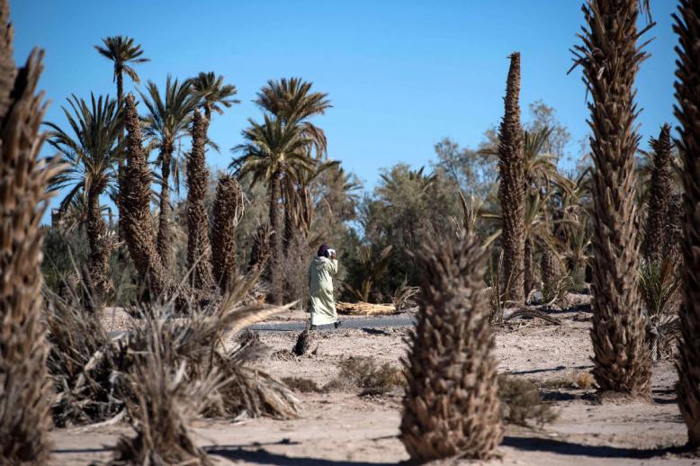 A woman walks between dead palm trees in Morocco's oasis of Skoura