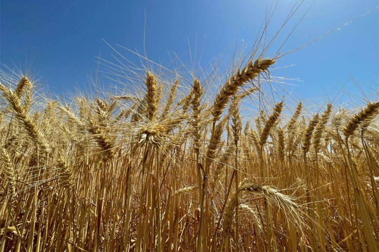 A wheat field in Krib town, Tunisia 