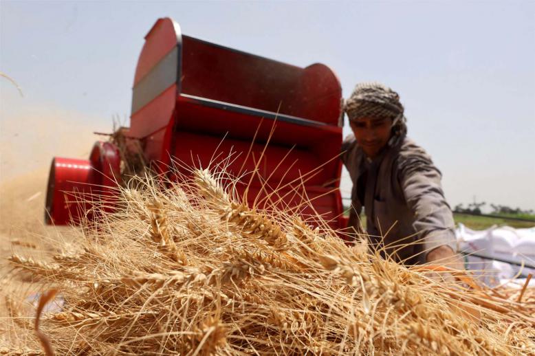 A farmer carries a bundle of wheat, after harvesting it from a field in Al Qalyubia Governorate, Egypt
