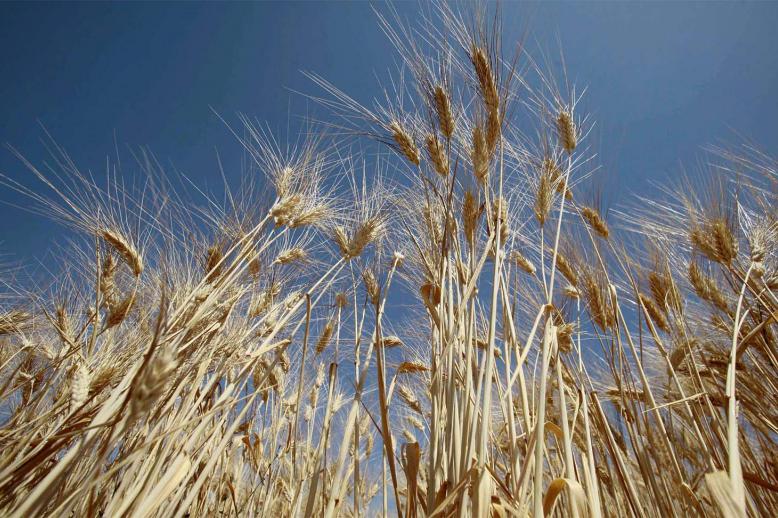 Algerian state grains agency says it treats all suppliers fairly regardless of their wheat's origin