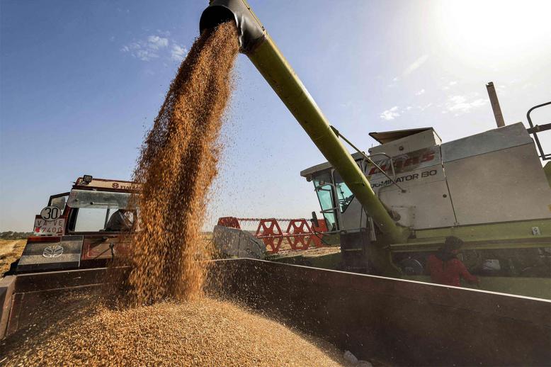 Iraqi wheat