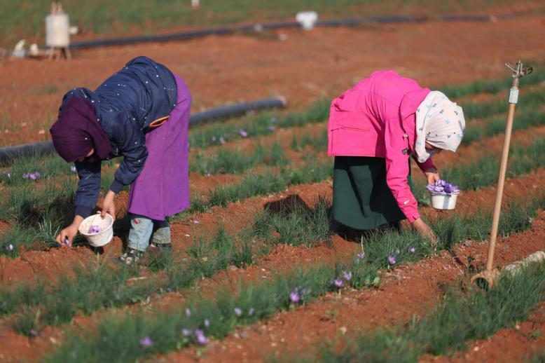 قطاع الزراعة في سوريا تضرر بسبب الحرب والجفاف
