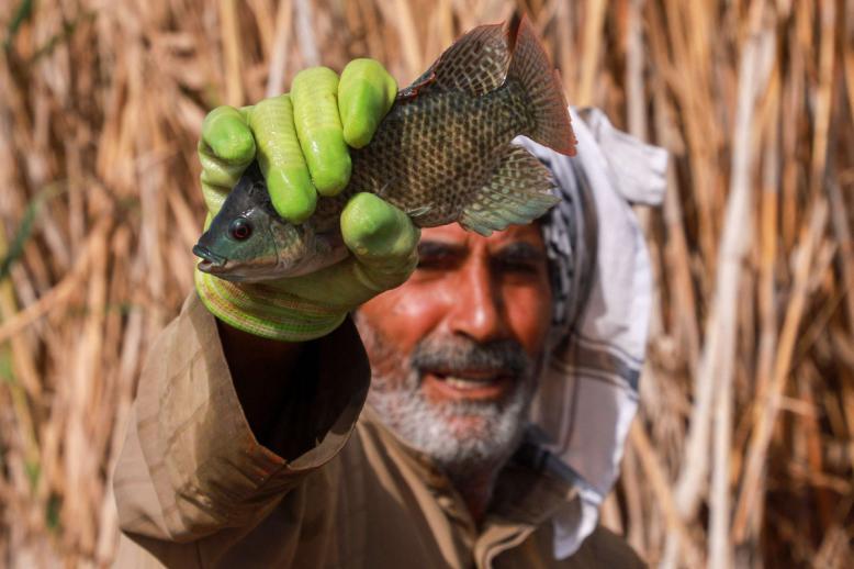 هور الحويزة