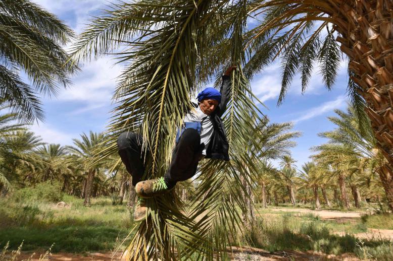 واحة جمنة