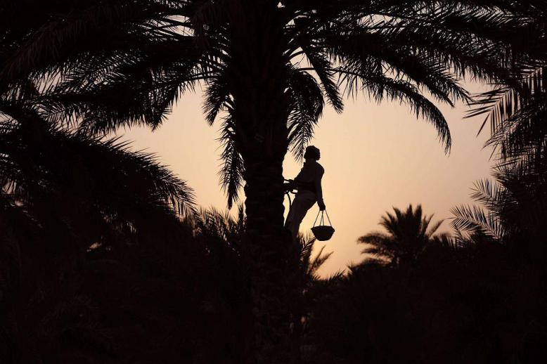 النخلة