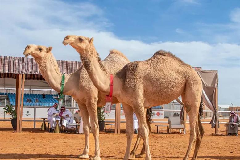 The mazayen competition will run from January 5 to 8