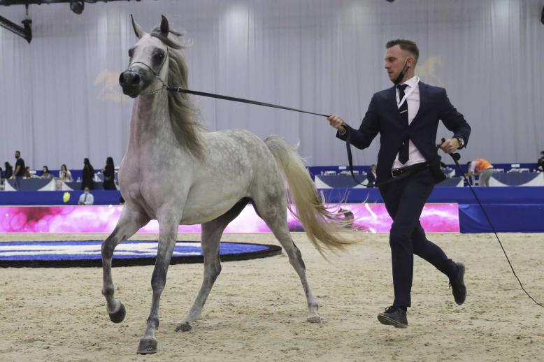 Promoting Arabian horse heritage as a living cultural legacy