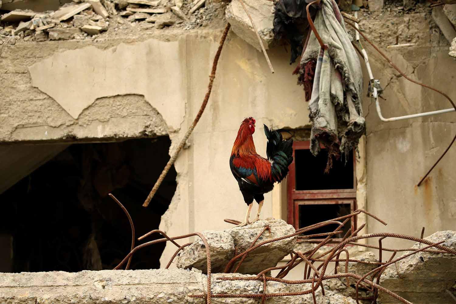 ديك يقف على بقايا بناية مدمرة في العراق