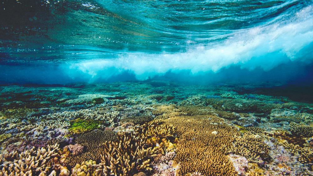 حلول مبتكرة لإنقاذ الحاجز المرجاني العظيم