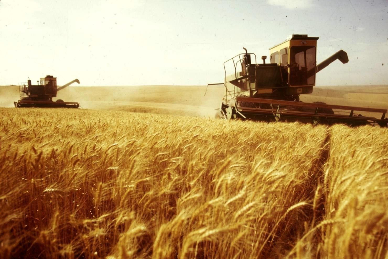 القمح يعتبر أهم محصول استراتيجي لسوريا