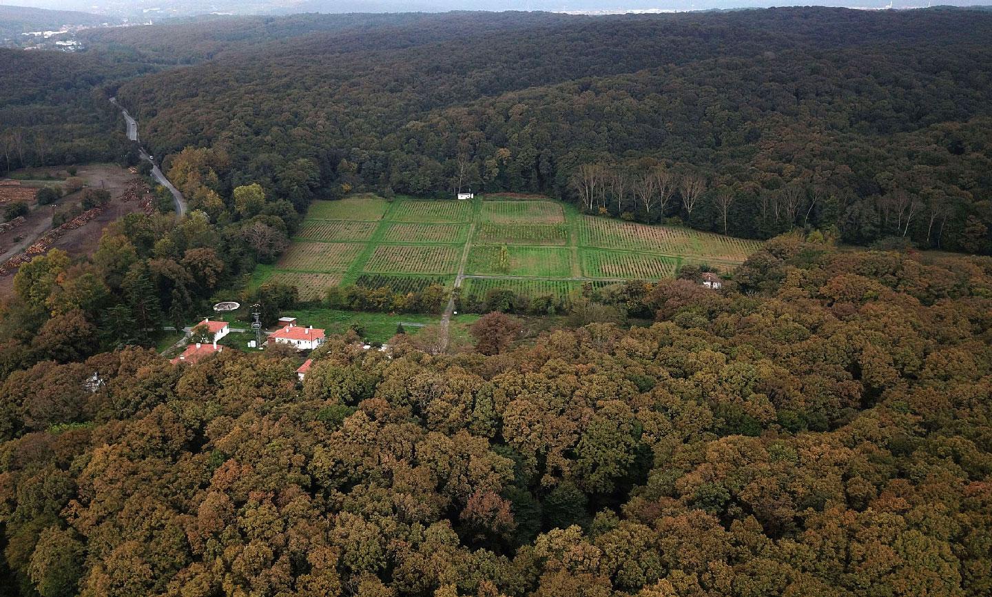 An aerial view of the Belgrade Forest in Istanbul.