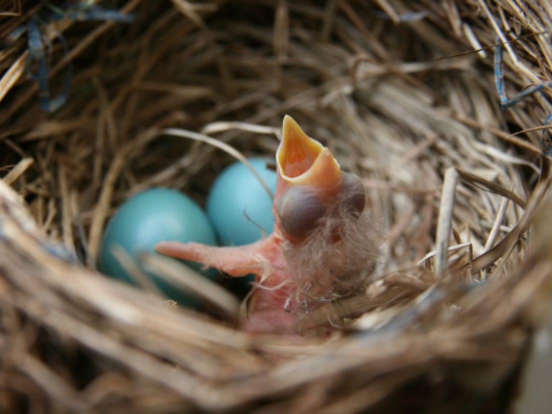 بيض طيور