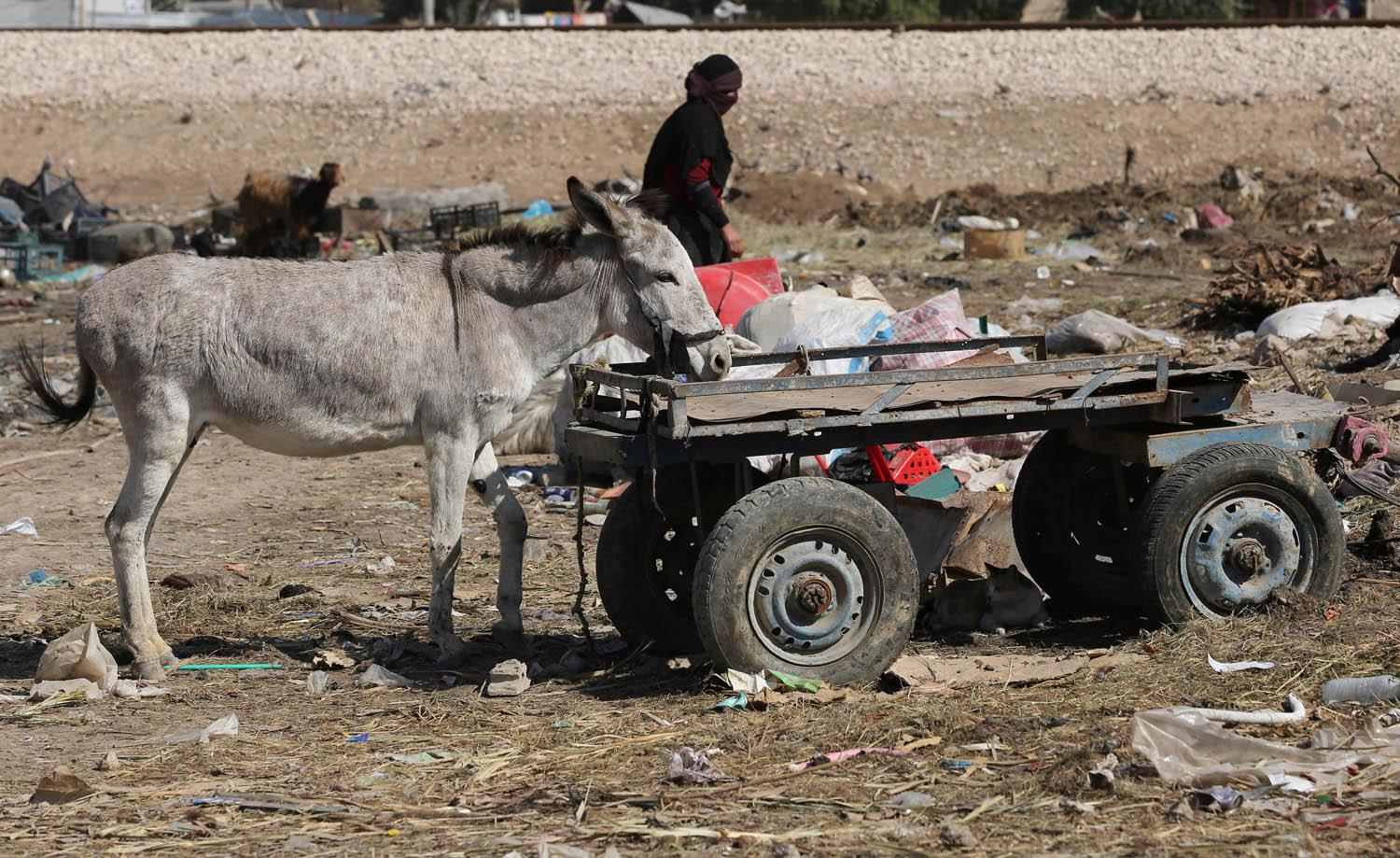 عراقية تجد رزقها في الزبالة بالقرب من بغداد