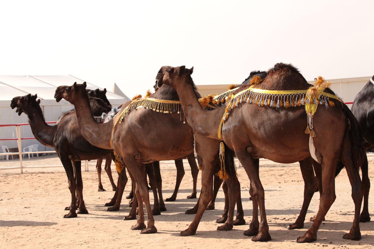 لعبة تفاعلية تناسب كافة أفراد العائلة