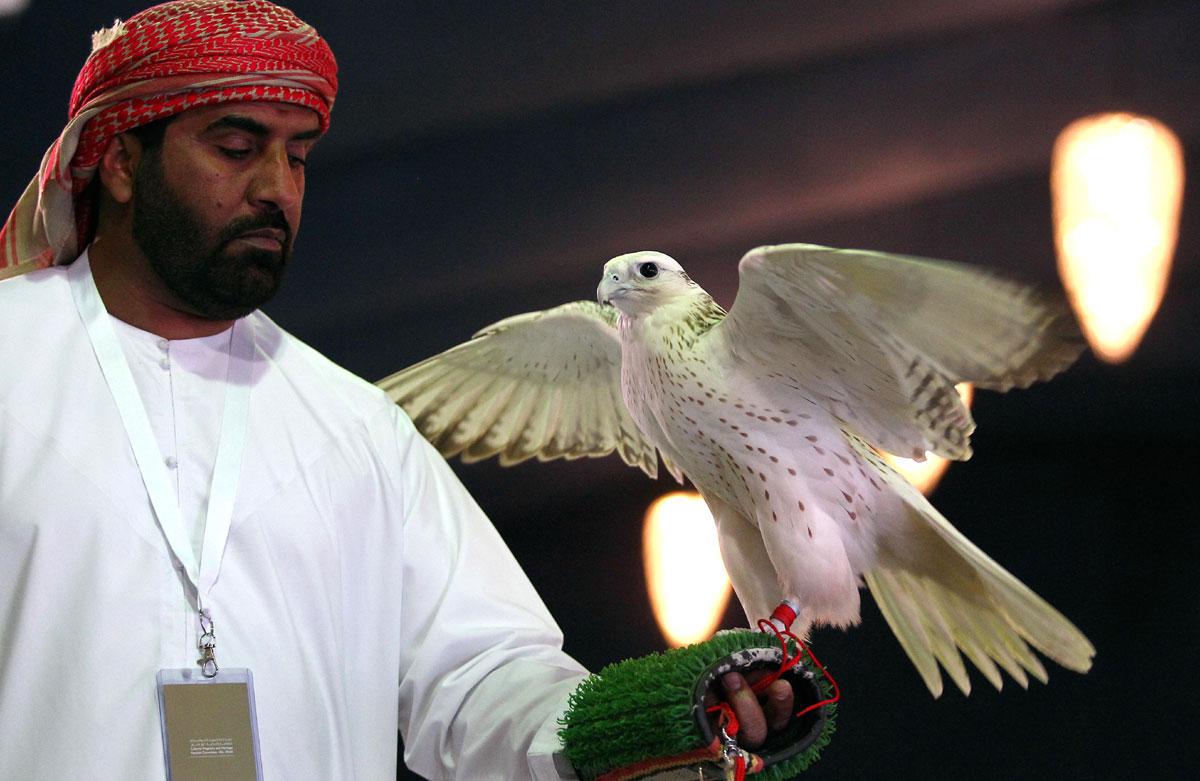 تثبيت فئة الصقر