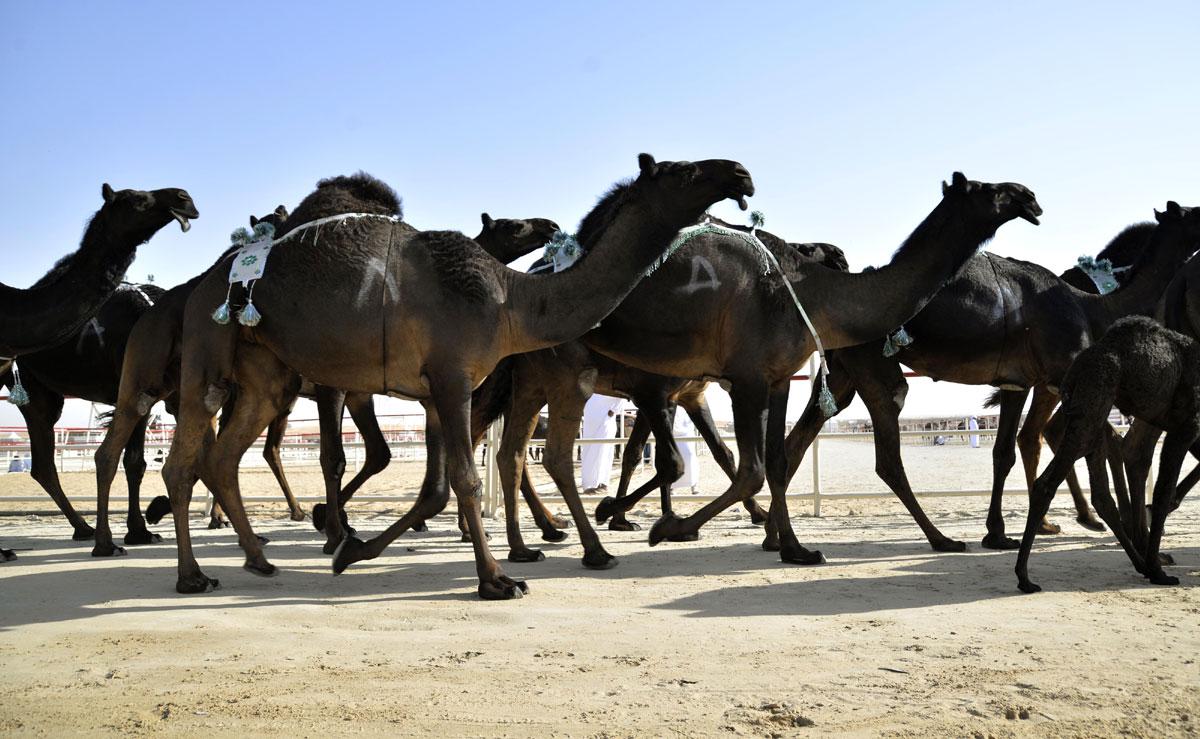 المنافسة قوية