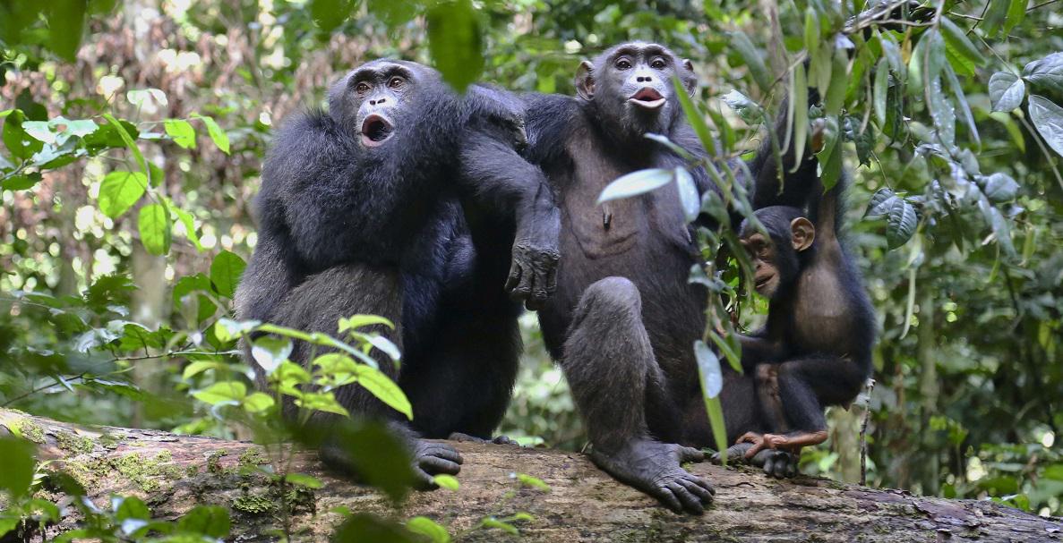 مجموعة من الشمبانزي تتحدث إلى قردة أخرى