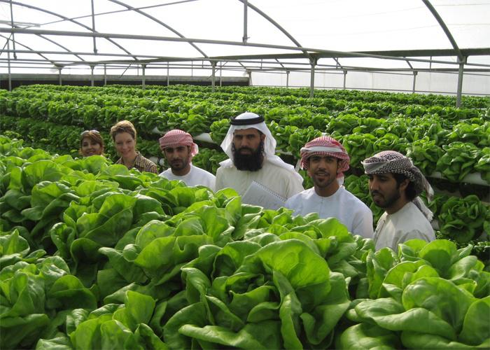 الزراعة في ابوظبي