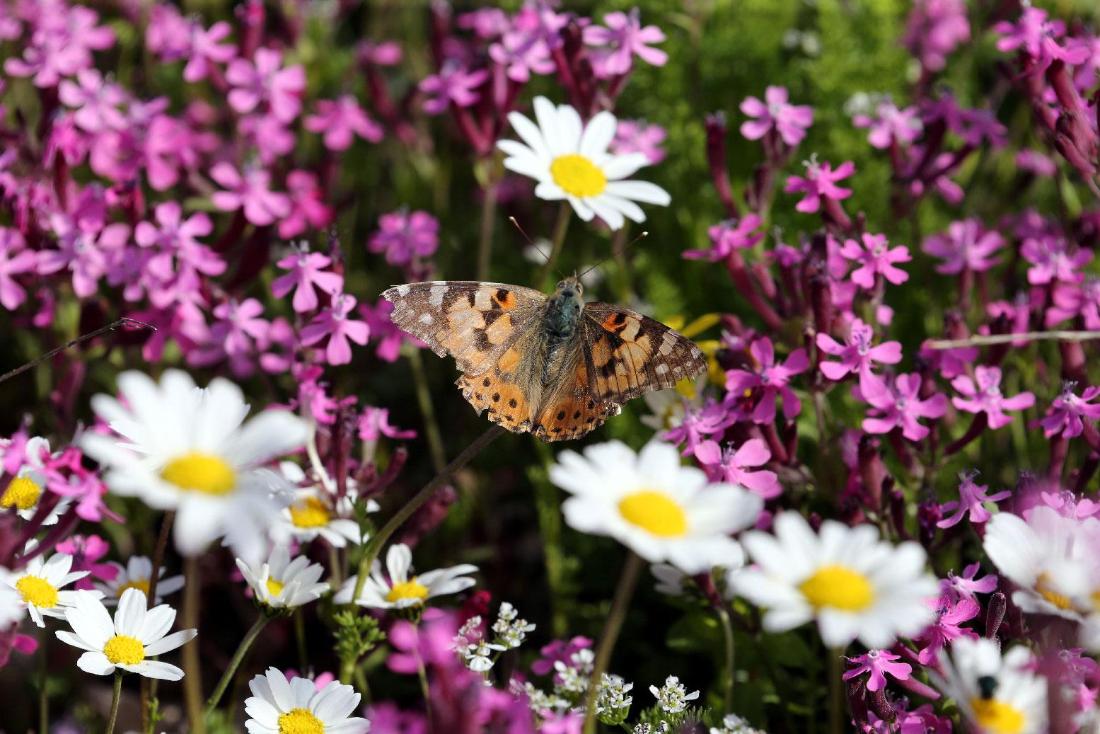 A painted lady butterfly sits on a flower in a field at the village of Mrouj, Lebanon