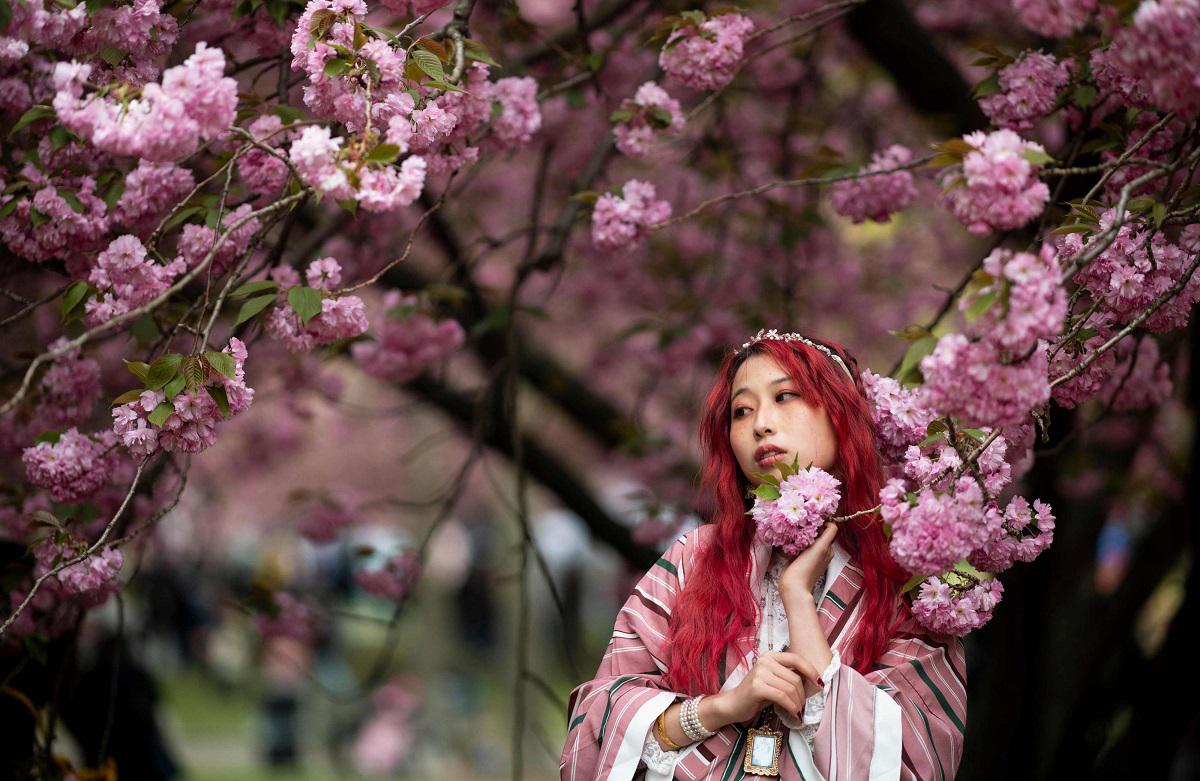 فتاة تظهر أمام شجرة كرز خلال مهرجان أزهار الكرز  في نيويورك