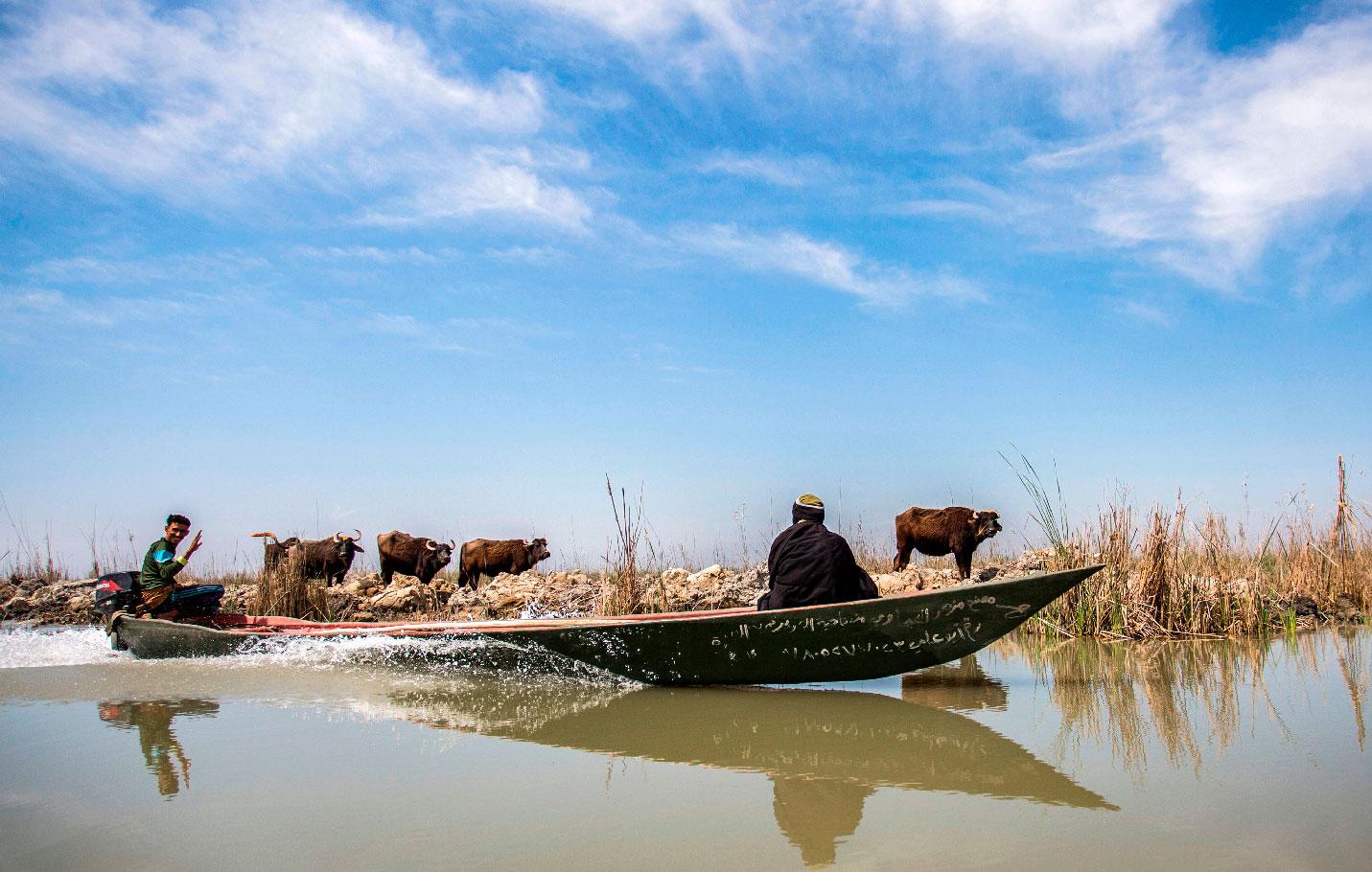 Iraqi marsh-dwellers navigate their canoes in the marshes of the southern district of Chibayish