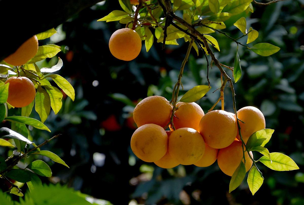 أشجار محملة بثمار البرتقال