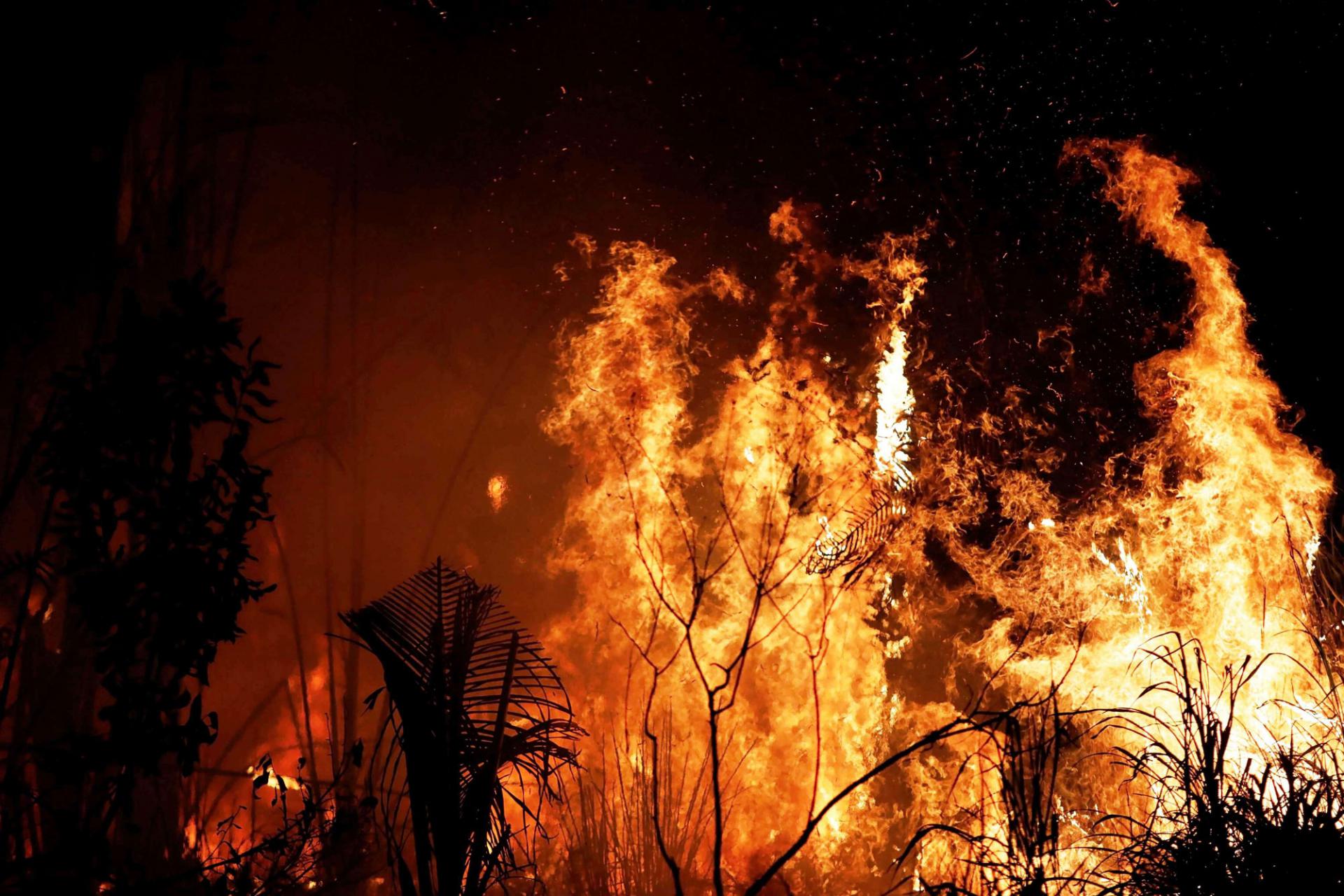 النيران تلتهم غابات الأمازون 