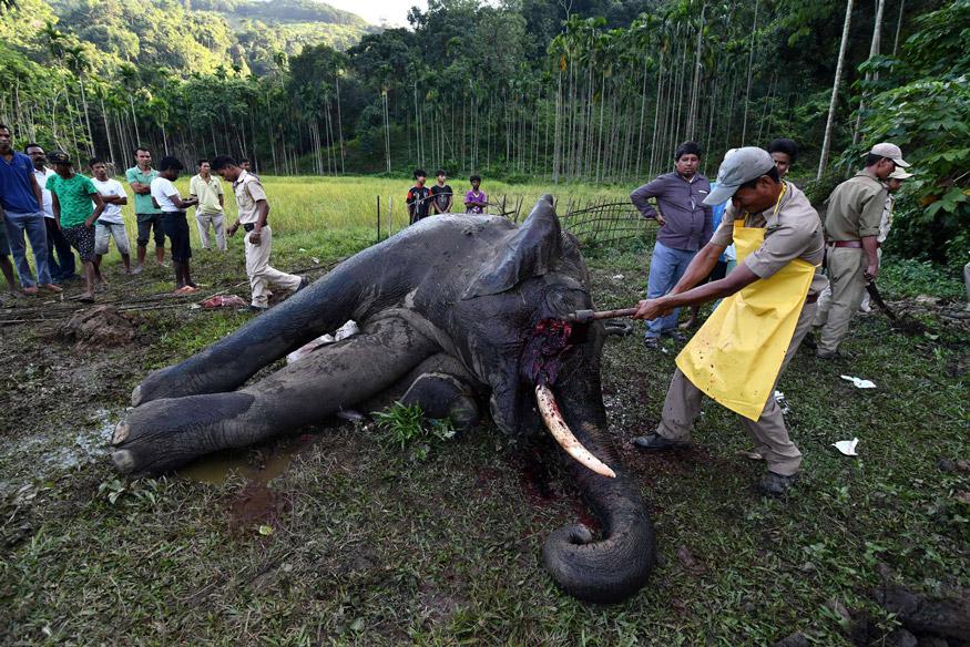 عمليات صيد غير قانوينة تهدد الفيلة بالانقراض