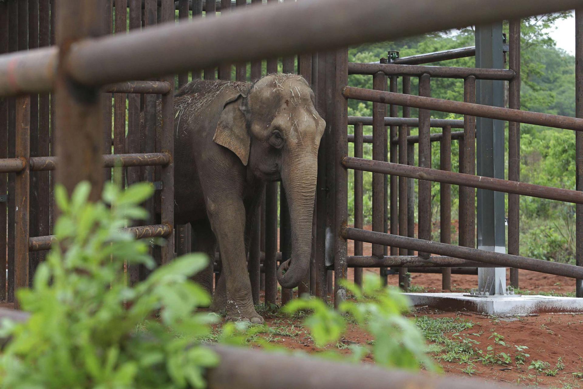 خطوة جريئة نحو منع أسر الفيلة الحدائق