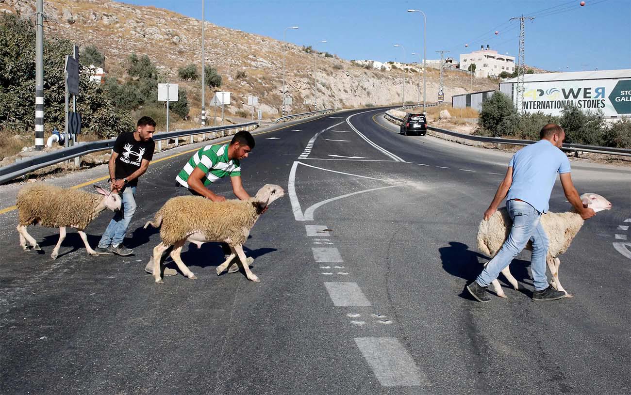 Palestinians walk sheep to a livestock market in the West Bank city of Hebron