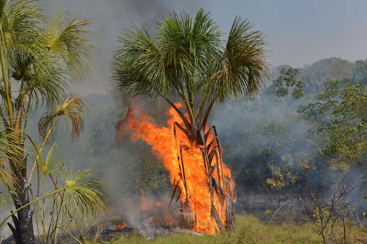النيران تلتهم الأشجار في غابات الأمازون في البرازيل