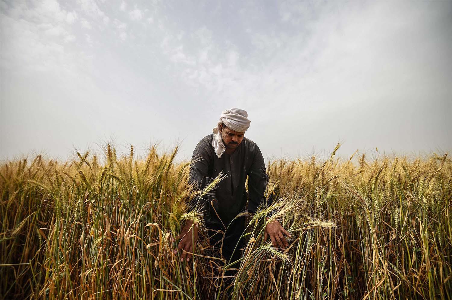 An Egyptian man harvests wheat in Saqiyat al-Manqadi village in the northern Nile Delta province of Menoufia in Egypt