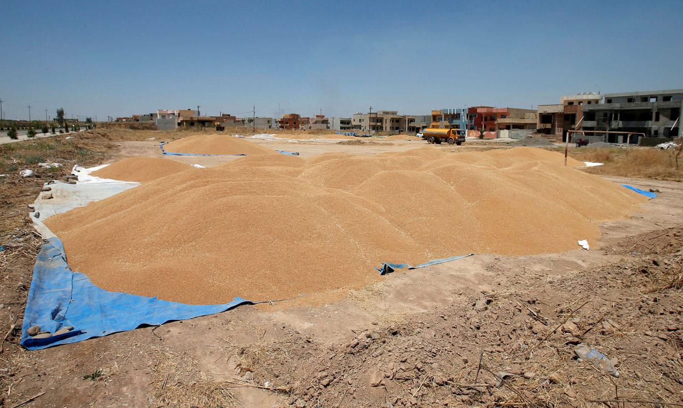 Wheat grain are seen near farmer's houses, in al-Hamdaniya, near Mosul