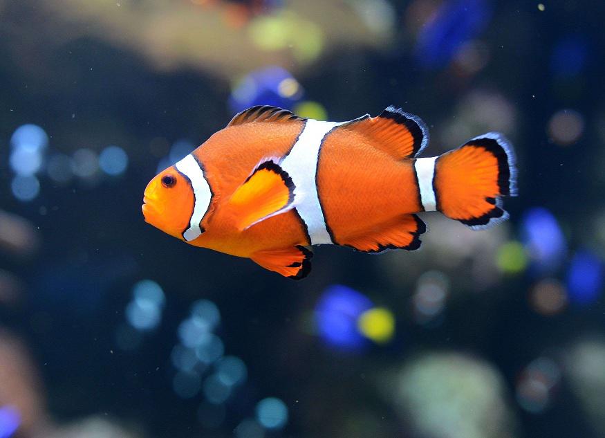 سمكة المهرج (Clownfish) في شقائق النعمان