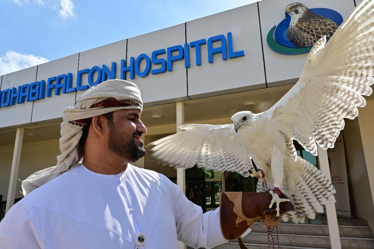 The owner of a falcon holds the bird of prey in front of the Abu Dhabi Falcon Hospital