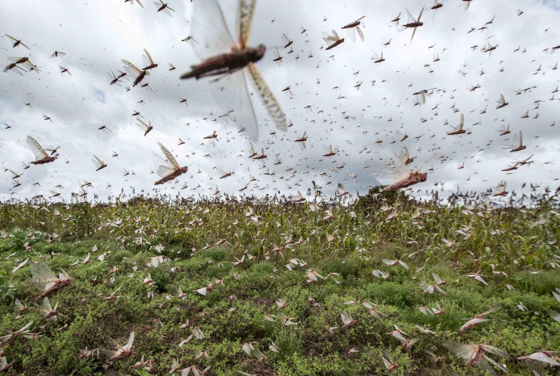 Experts say the locust swarms are the result of extreme weather swings